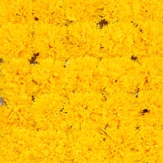 비누꽃 카네이션 노랑색 50송이 1박스 꽃대미포함