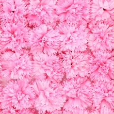 비누꽃 카네이션 분홍색 50송이 1박스 꽃대미포함
