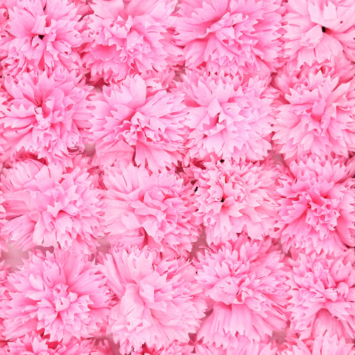 특별한공예샵,비누꽃 카네이션 분홍색 50송이 1박스 꽃대미포함