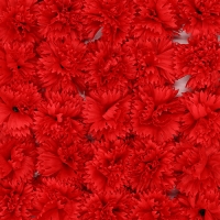 비누꽃 카네이션 빨강색 50송이 1박스 비누꽃 꽃대미포함