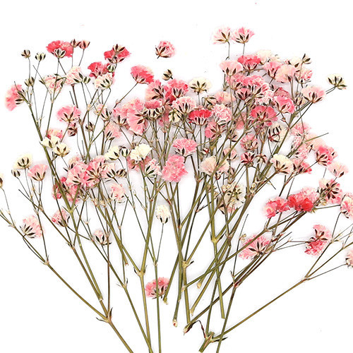 안개꽃 연분홍 25줄기 C-04-025