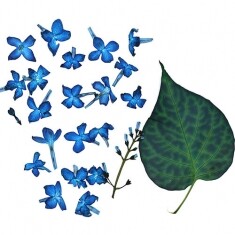라일락 진파랑 압화꽃 20개 + 잎 1개 B-05-406