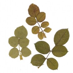 장미잎 12줄기 10cm~12cm B-05-572
