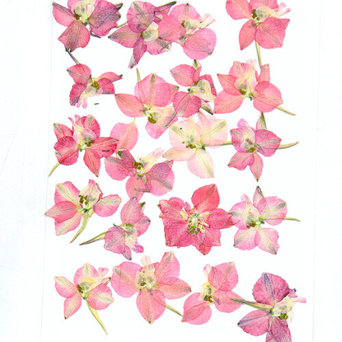 락스퍼 분홍 누름꽃 2~3cm 20개 B-03-080