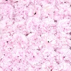 비누꽃 카네이션 밝은연핑크 50송이 1박스 비누꽃 꽃대미포함