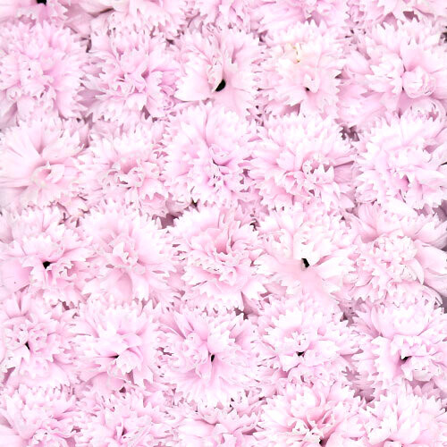 특별한공예샵,비누꽃 카네이션 밝은연핑크 50송이 1박스 비누꽃 꽃대미포함
