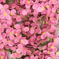 인디핑크 비누수국 40송이 한 박스 비누꽃 꽃대미포함