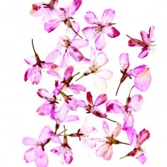 벚꽃 핑크 3cm 압화 20개 B-05-379