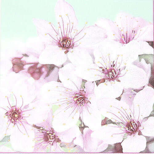 벚꽃 냅킨 K-07-002