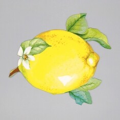 레몬 모양 냅킨 1장 K-32-061